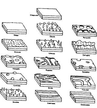 Analisis Arkeobotani Dalam Penelitian Arkeologi 
